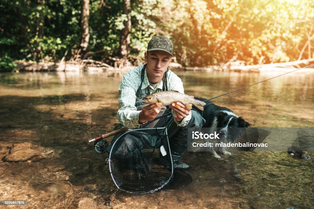 Fly Fishing on mountain river Young adult man fly fishing on the river together with his Border Collie dog. Fishing Rod Stock Photo