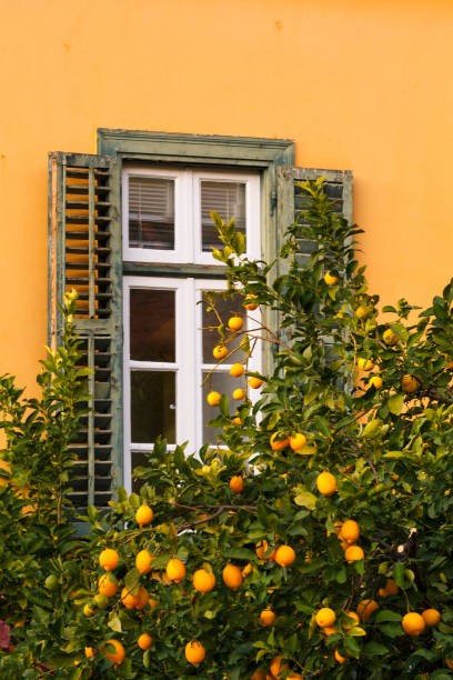 Lemon tree and a window in Plaka, the old town of Athens, Greece. in Athens, Greece