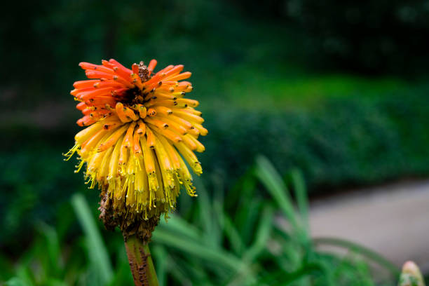 Flower called Kniphofia in a garden. in Barcelona, CT, Spain