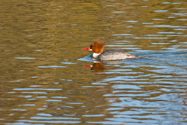istock Female Common Merganser Swimming 1205849867
