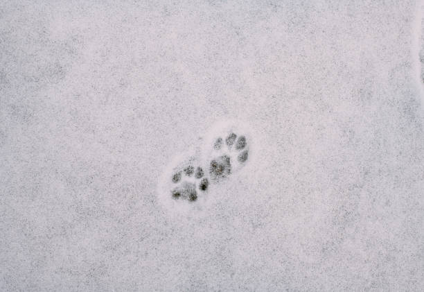 istock Cat Footprint on Newly Falling Snow 1205850590