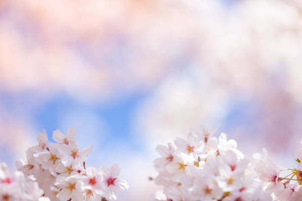 istock Cherry blossom  flower in spring for background or copy space for text 1205852048