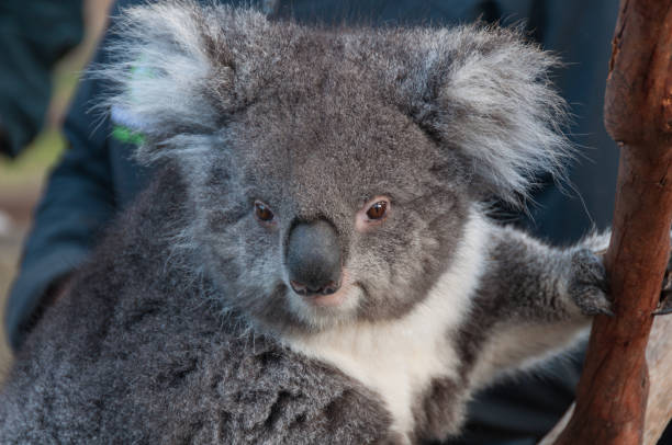 istock Close up of cute koala bear animal on a eucalyptus tree 1205852721