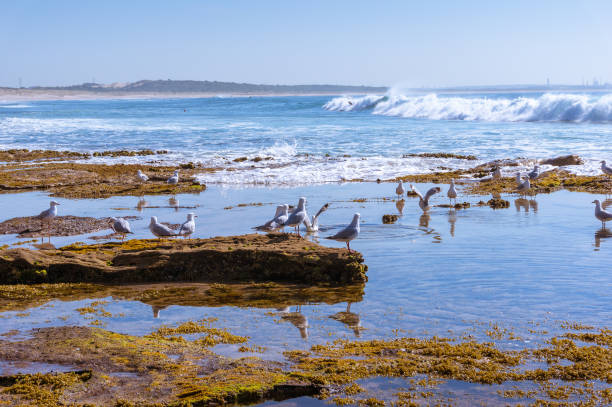 istock Silver gull birds resting on a rock in the sea 1205852736
