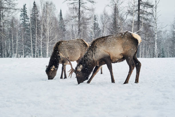 istock two maral deers graze in a clearing in the winter in the forest 1205853906
