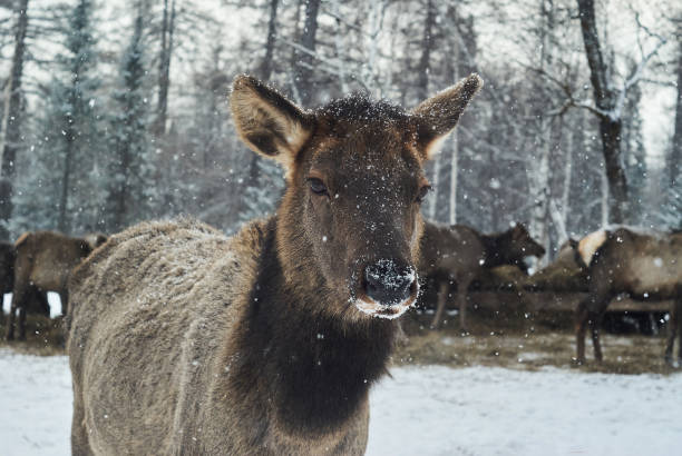 istock fawn on a deer farm in winter 1205853911
