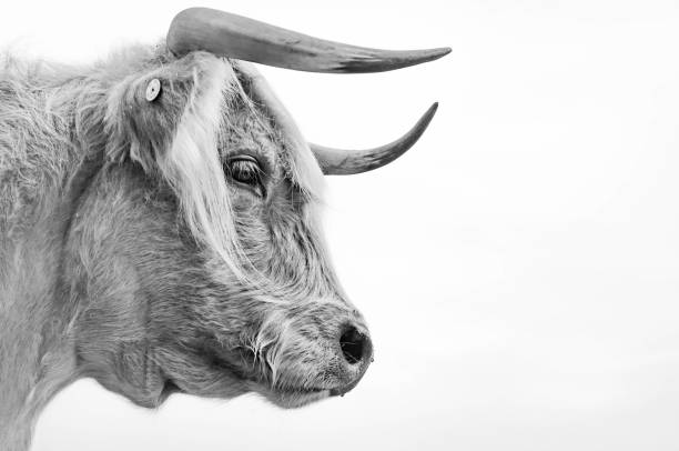 istock Portrait of a Higland Cow 1205855134