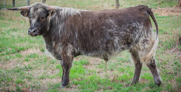 istock Portrait of a Higland Cow 1205855140