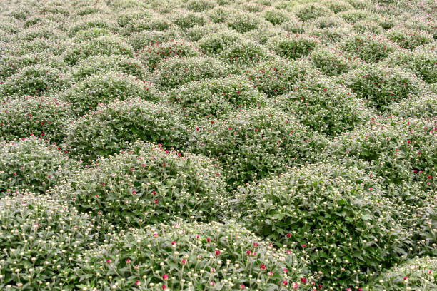Round ball shape red chrysanthemum bushes in rows. Multiple green bush