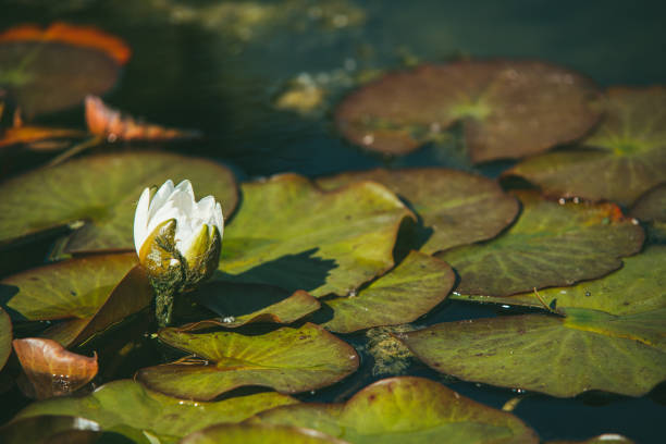 See more waterlily