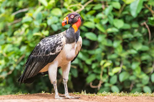 Photo of The king vulture (Sarcoramphus papa) is a large bird found in the forest in Costa Rica