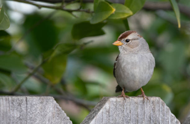 istock Sparrow close-up on a garden's fence 1205858256