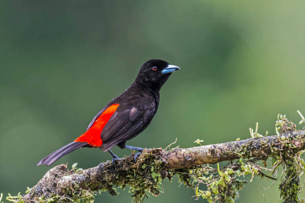 istock The scarlet-rumped tanager or Passerini's Tanager (Ramphocelus passerinii) is a medium-sized passerine bird. Found in the forest in Costa Rica 1205860702