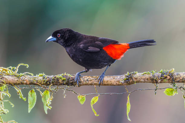 istock The scarlet-rumped tanager or Passerini's Tanager (Ramphocelus passerinii) is a medium-sized passerine bird. Found in the forest in Costa Rica 1205860797