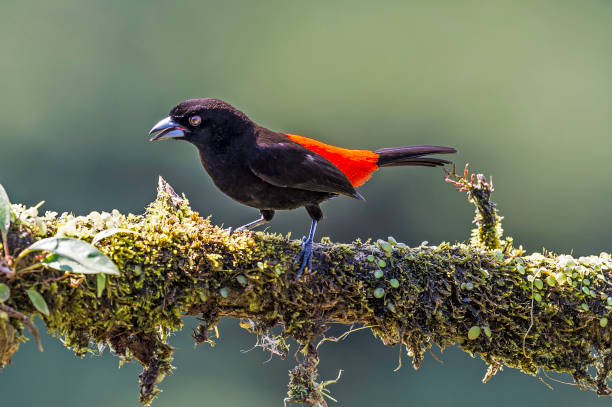 istock The scarlet-rumped tanager or Passerini's Tanager (Ramphocelus passerinii) is a medium-sized passerine bird. Found in the forest in Costa Rica 1205860812