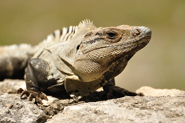 istock Close-up of an Iguana 120586222