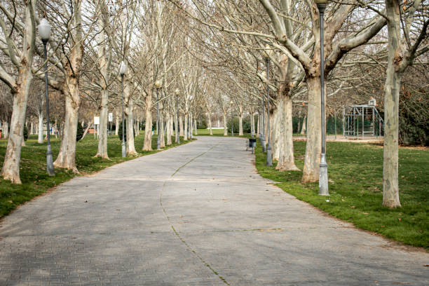 istock path printed on concrete in a park with a multitude of leafless trees 1205863990