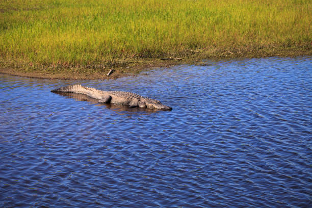 istock American Alligator also called Alligator mississippiensis 1205866007