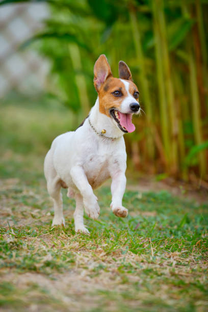 Domestic terrier is running on the grass.