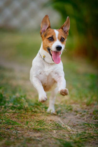 istock Jack Russell Terrier dog running and jumping in the backyard. 1205866724