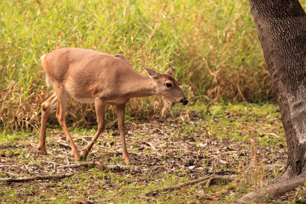 istock White-tailed deer Odocoileus virginianus forages for clover 1205866762