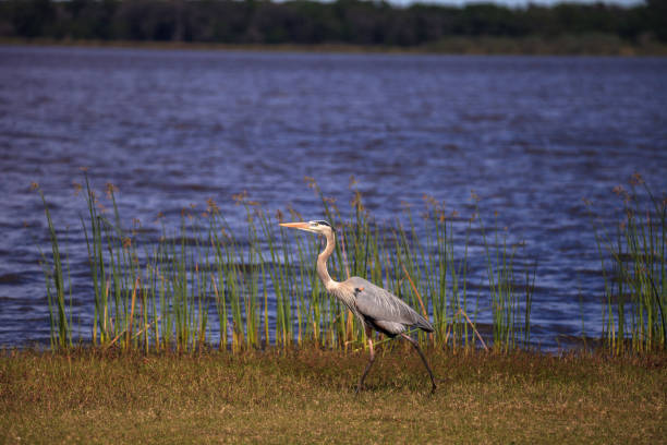 istock Large Wading Great blue heron Ardea herodias 1205867884