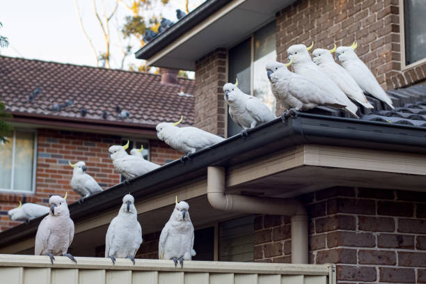 stado kakadu z grzebieniem siarki siedzące na dachu. australijska przyroda urrban - sulphur crested cockatoo zdjęcia i obrazy z banku zdjęć