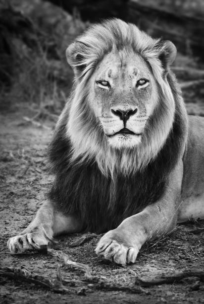 남성 흑인 남자 사자 초상화 클로즈업 에 흑인과 백인 - lion king 뉴스 사진 이미지