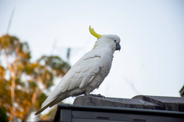 istock Sulphur-crested cockatoo sitting on a roof corner 1205869480