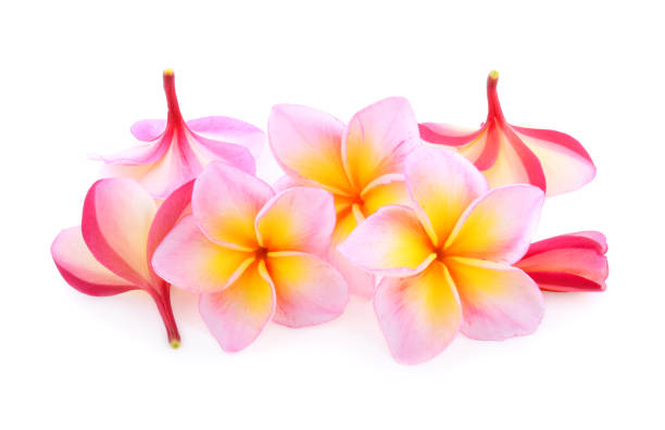 istock frangipani flowers isolated on white background 1205870622