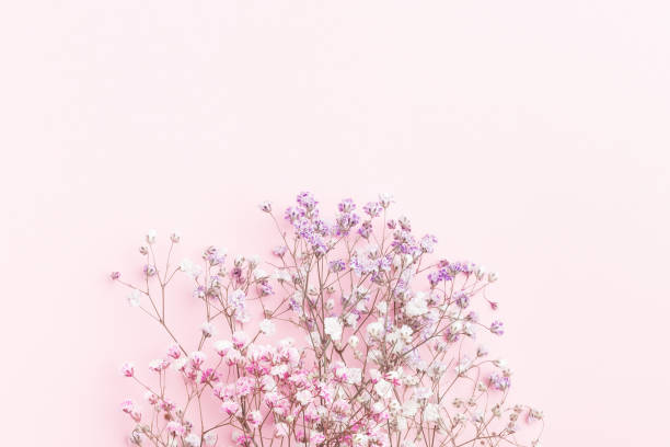 istock Minimal flower composition.. colorful gypsophila floral background.  Flat lay, top view, copy space, mockup 1205874716