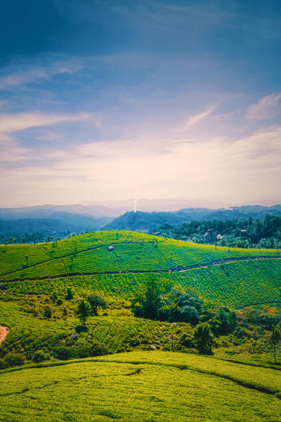 tea plantations in munnar, kerala, india. beautiful views of green hills with blue sky. - munnar imagens e fotografias de stock