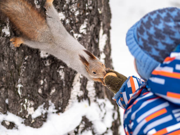 istock A little child in winter feeds a squirrel with a nut. 1205881186