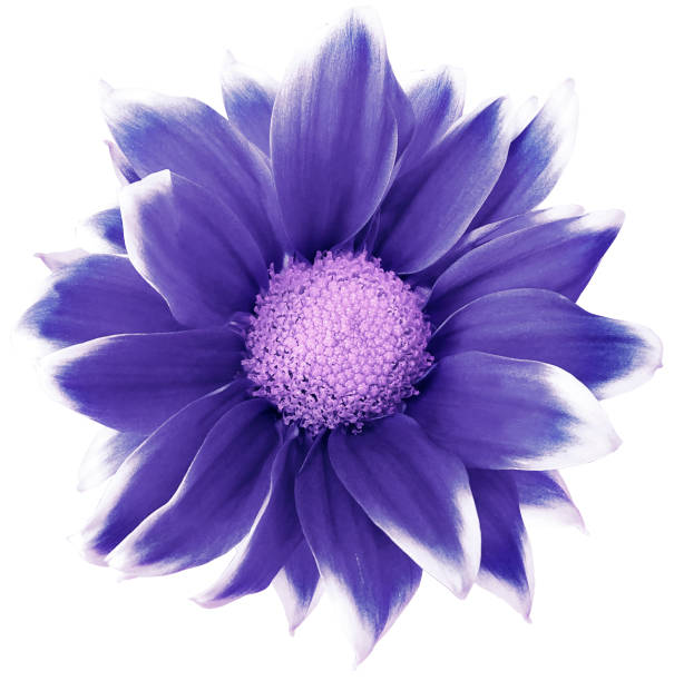 istock Daisy purple.. Flower on  isolated  white background with clipping path without shadows. Close-up. For design. Nature. 1205882201