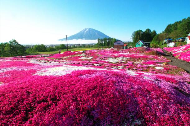 istock Ezo Fuji and superb turf 1205882401