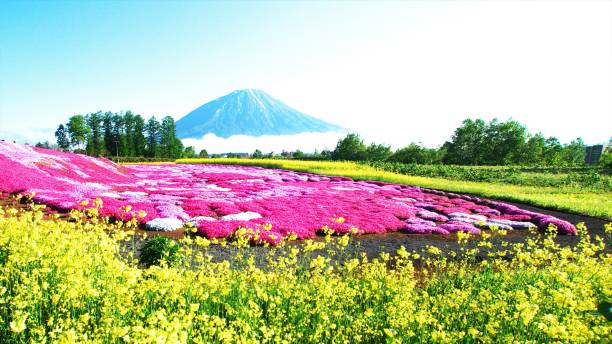 istock Ezo Fuji and superb turf 1205882406