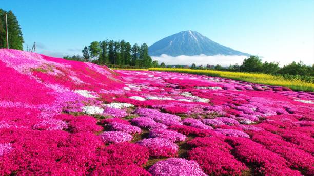 istock Ezo Fuji and superb turf 1205882409