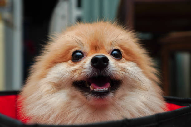 istock close up on pet, small dog breed or pomeranian, it sitting in foldable cloth basket cube storage that places at home 1205883204
