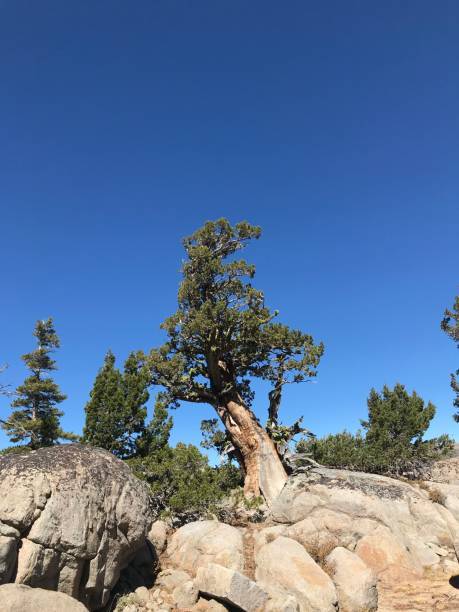 samotne drzewo jałowca na skalistym zboczu w sierra nevada. - twisted tree california usa zdjęcia i obrazy z banku zdjęć