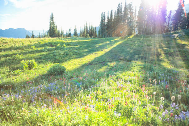 istock The Skyline Trail in Summer, Mount Rainier 1205884433
