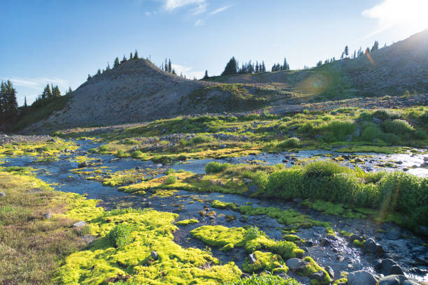 istock The Skyline Trail in Summer, Mount Rainier 1205885187