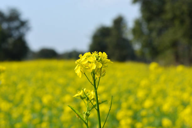 vista de primer plano de flores amarillas mostaza que florecen en el campo - mustard flower fotografías e imágenes de stock