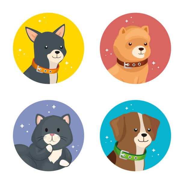 ilustraciones, imágenes clip art, dibujos animados e iconos de stock de grupo de caras perros y gato - protection domestic cat animal head cub