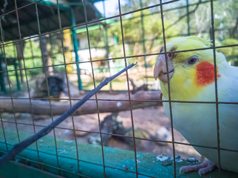 Close up of cockatiel (Calopsita Bird) in bird cage, ornithology, zoology