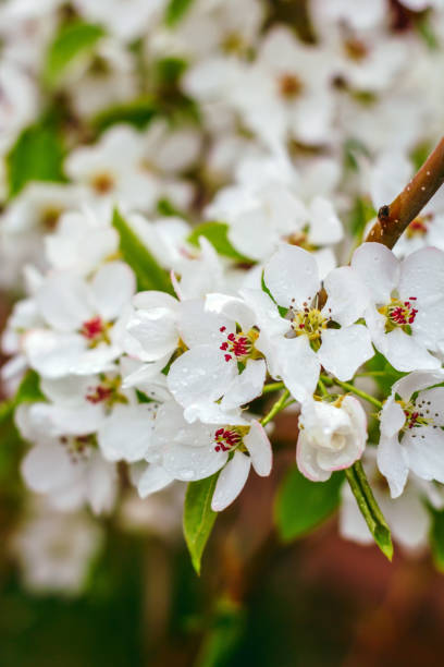 istock white apple flowers in a spring garden 1205890278