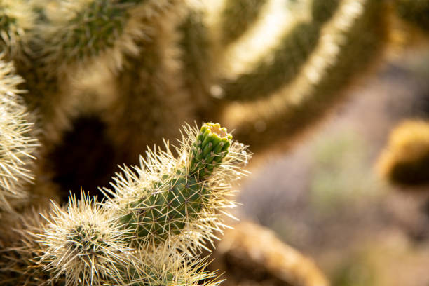 istock Close up shots of Cholla Fruit 1205892253
