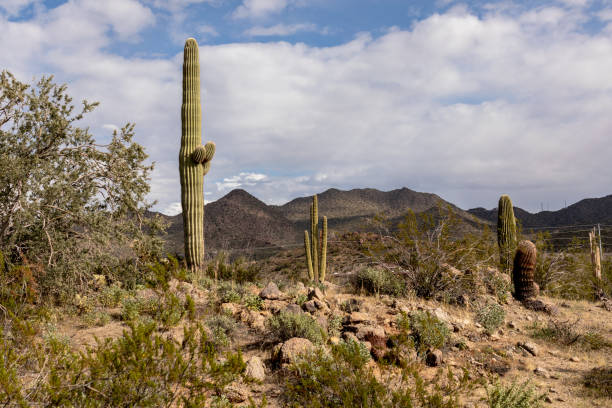istock Sonoran Desert Landscape with Cacti 1205892494
