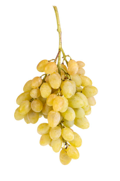 緑のブドウは白に分かれた枝。ゴールドワインベリー。 - grape white grape green muscat grape ストックフォトと画像