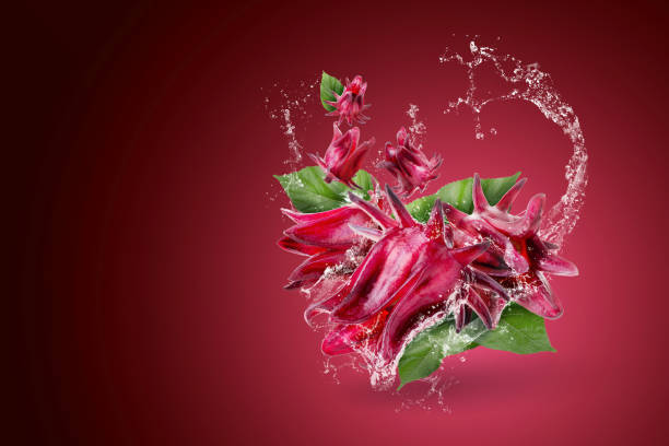 Water Splashing On Roselle Hibiscus Sabdariffa Red Flower On Red Background Stock Photo - Download Image Now - iStock Water Splashing On Roselle Hibiscus Sabdariffa Red Flower On Red Background Stock Photo - Download Image Now - iStock