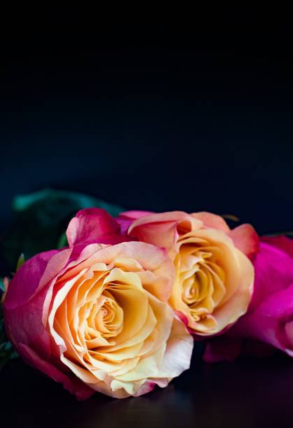istock Pink aroma roses on black 1205895032